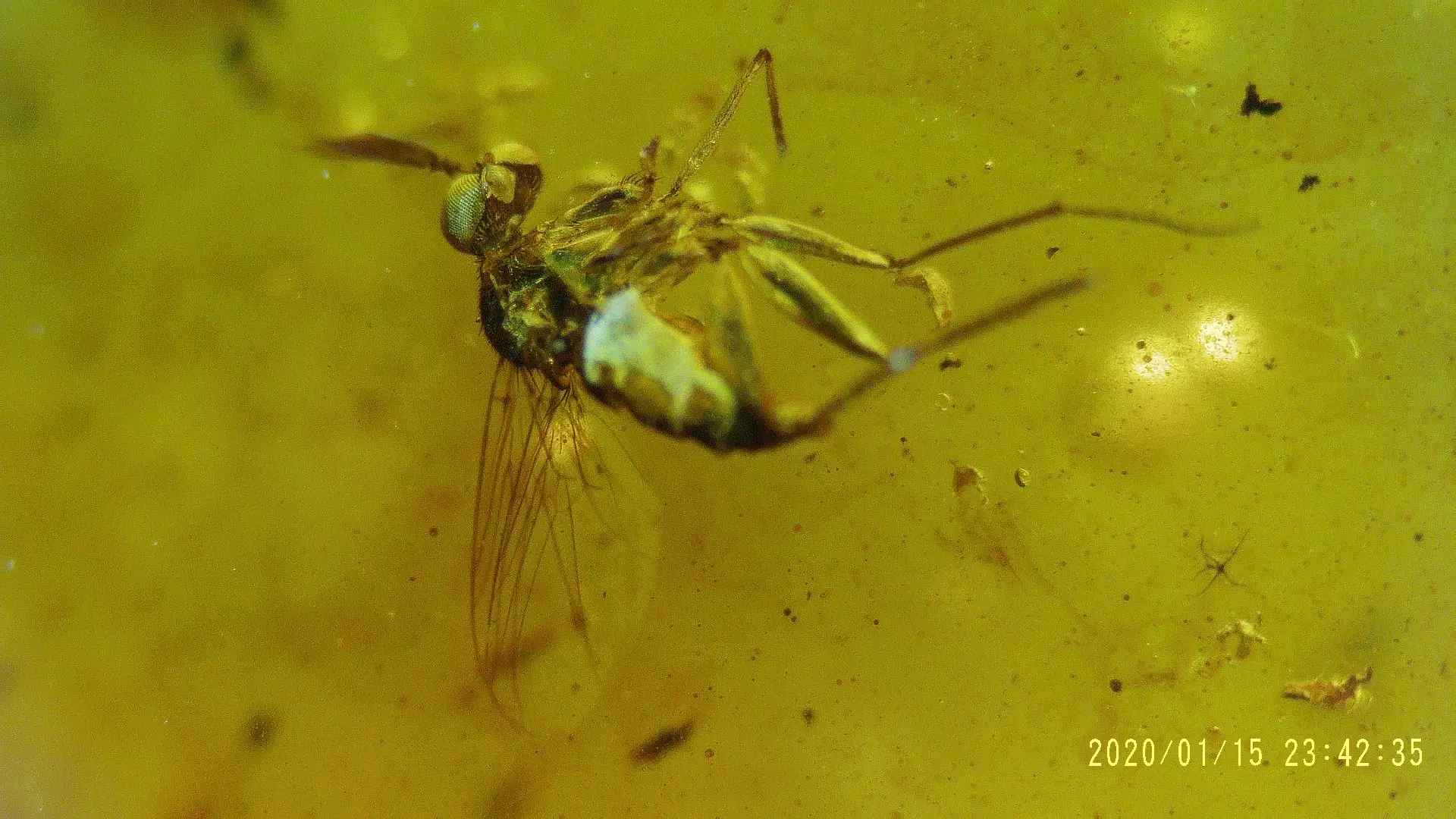 Flying Ant in Amber