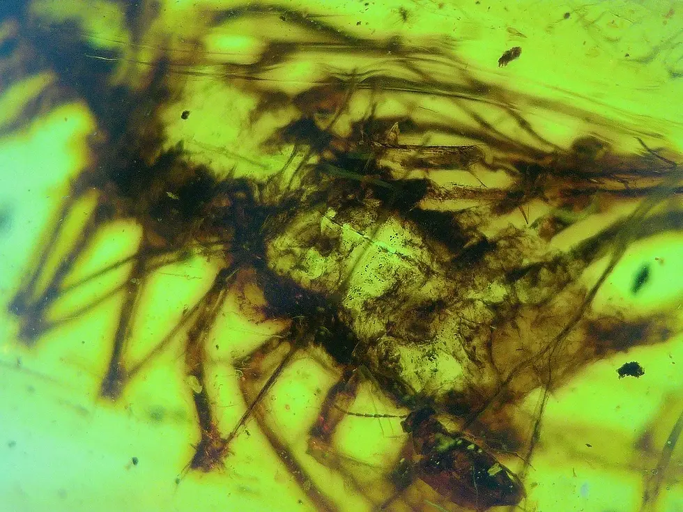 Ultra rare Centipede in Burmese amber 