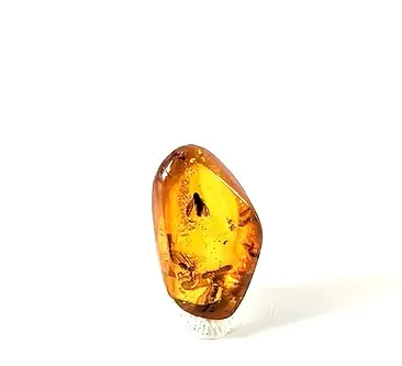 Fly with intact wings in Amber