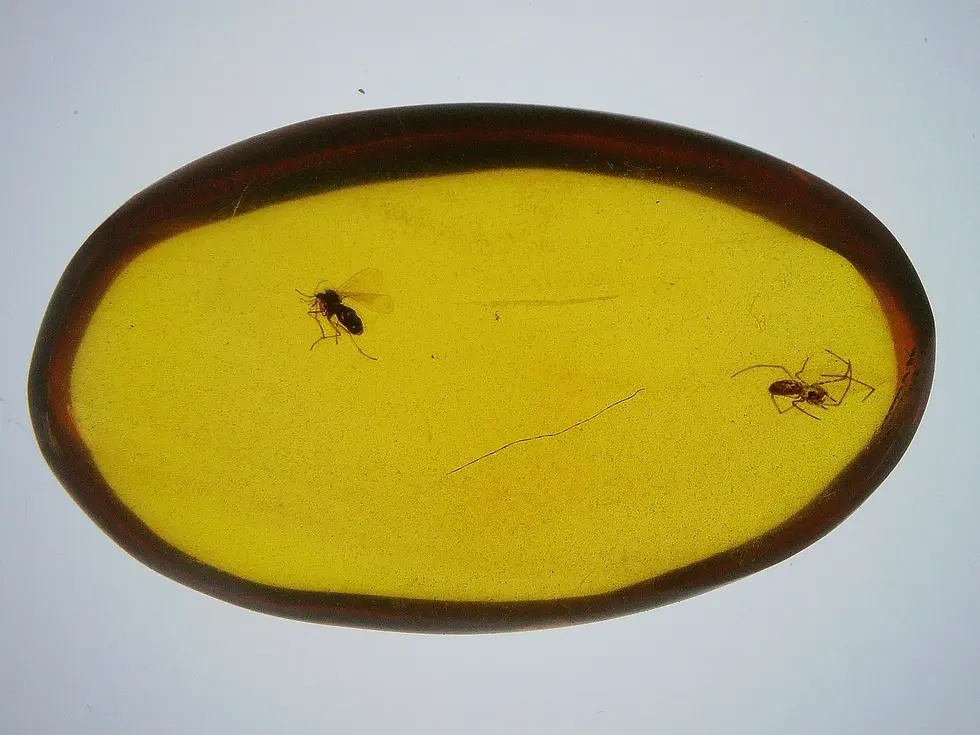 Spider chasing Fly in amber