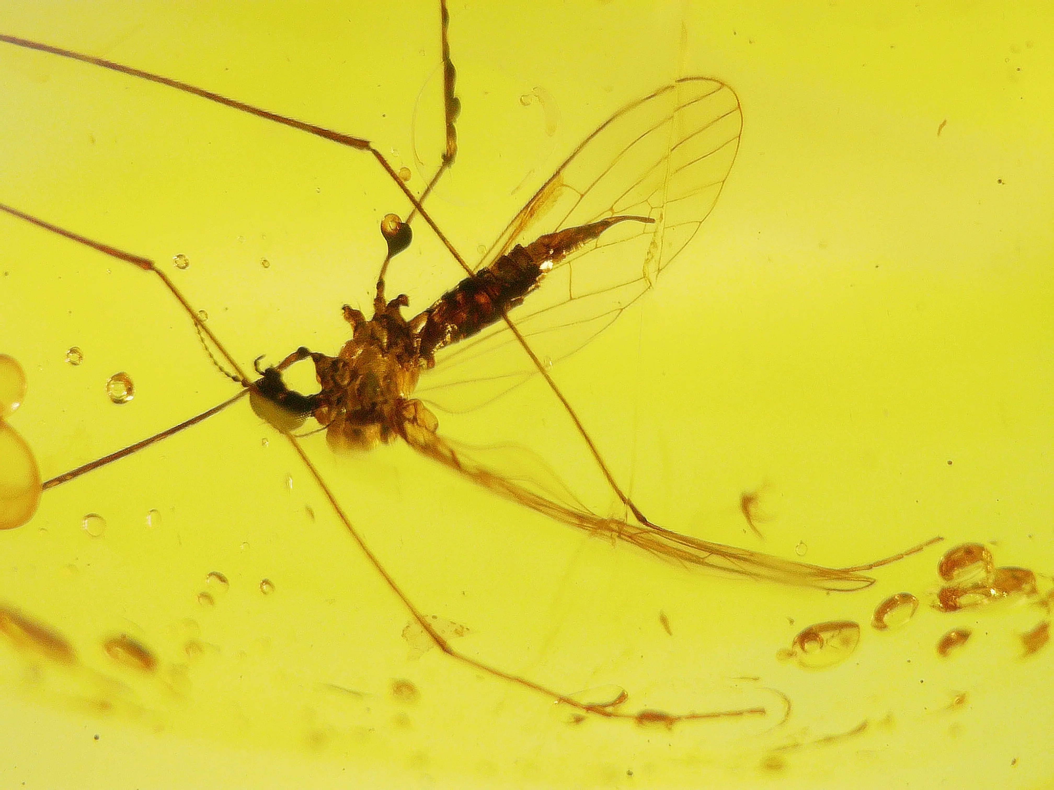 Zoomed image of Mosquito in Amber