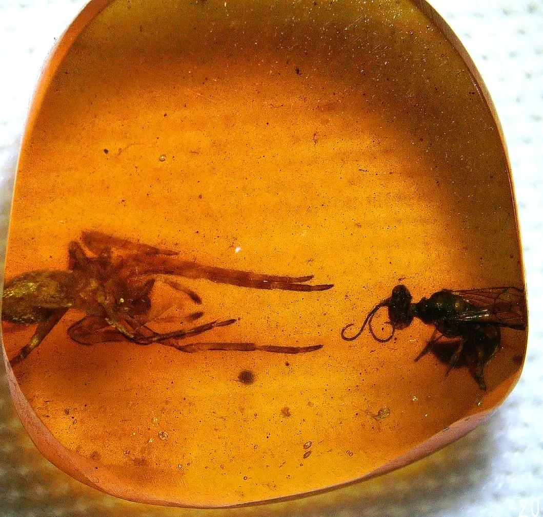 Rare Spider with its food inclusion in Amber