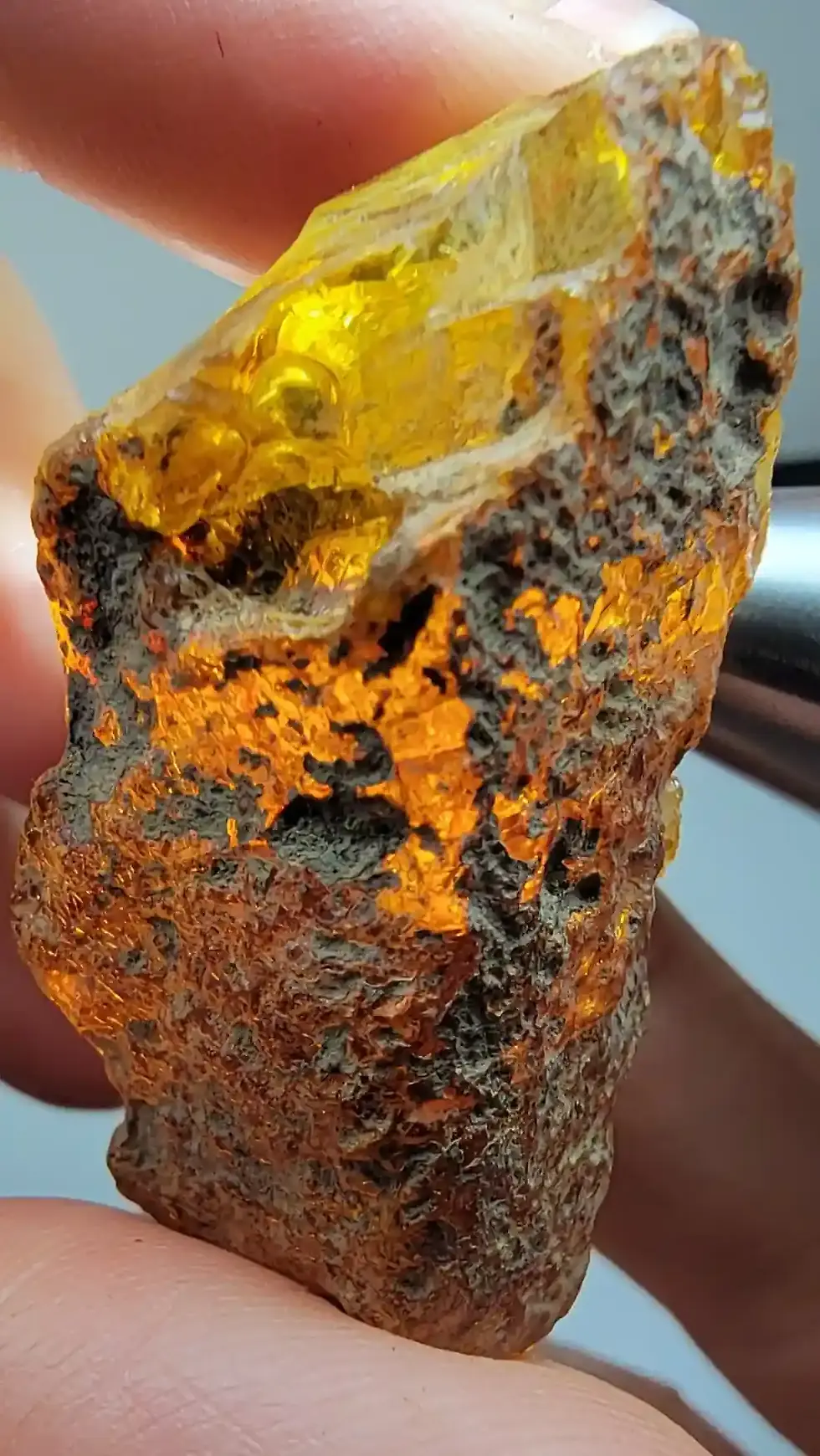 Raw amber with Visible termite inside.