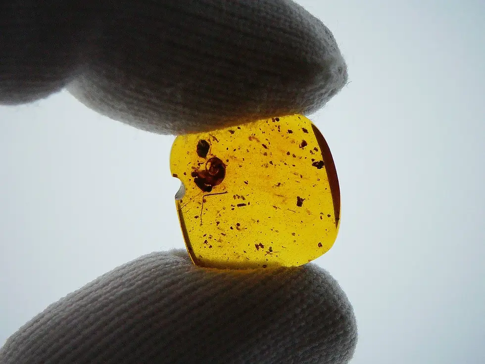 Partial snail shell in amber