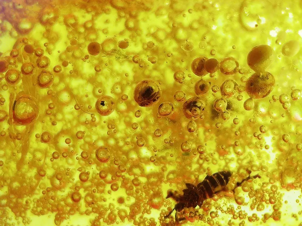Dominican amber with bubbles from passing rainstorm.