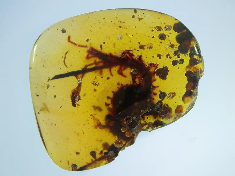 Burmese amber with millipede inclusion 