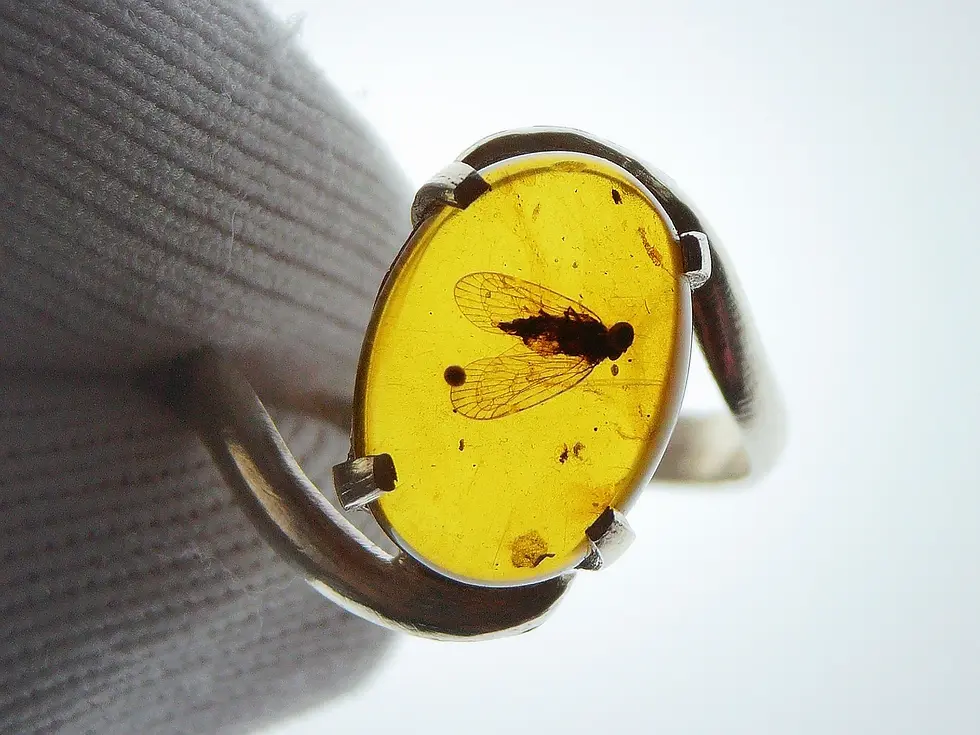 Museum-Grade cicada set in 925 silver ring.