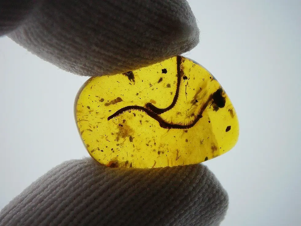 Two Museum-Grade millipedes in amber cabochon