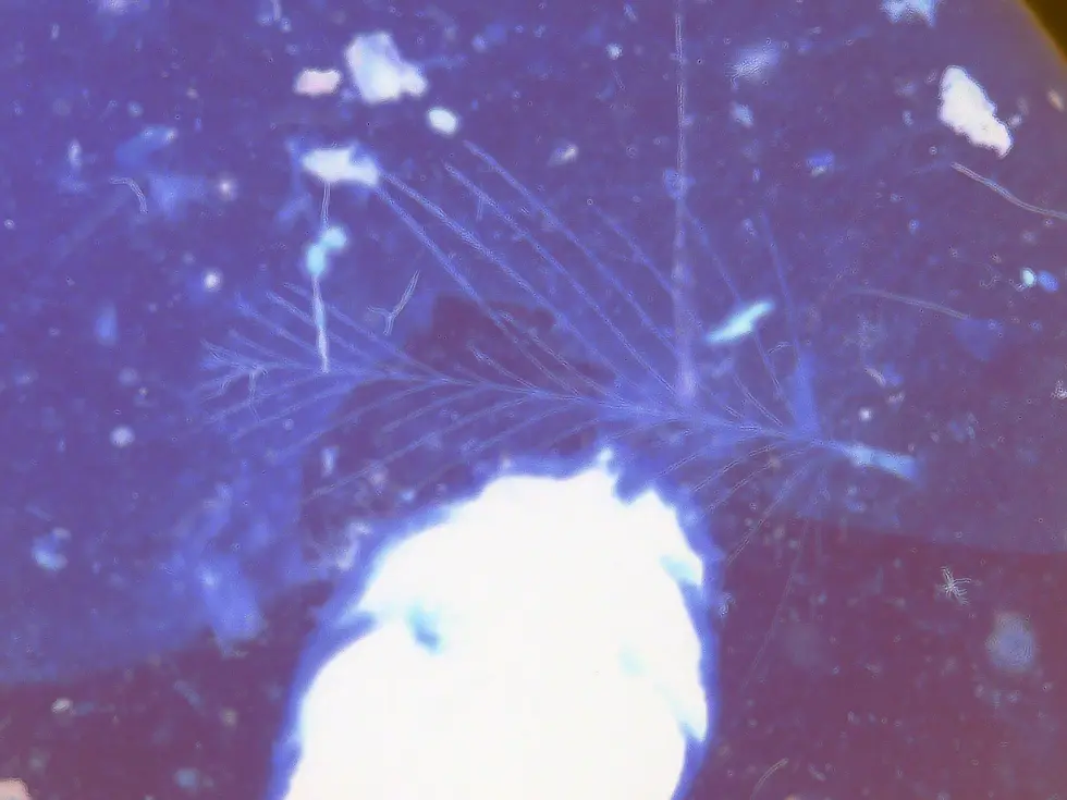 Feather in cabochon