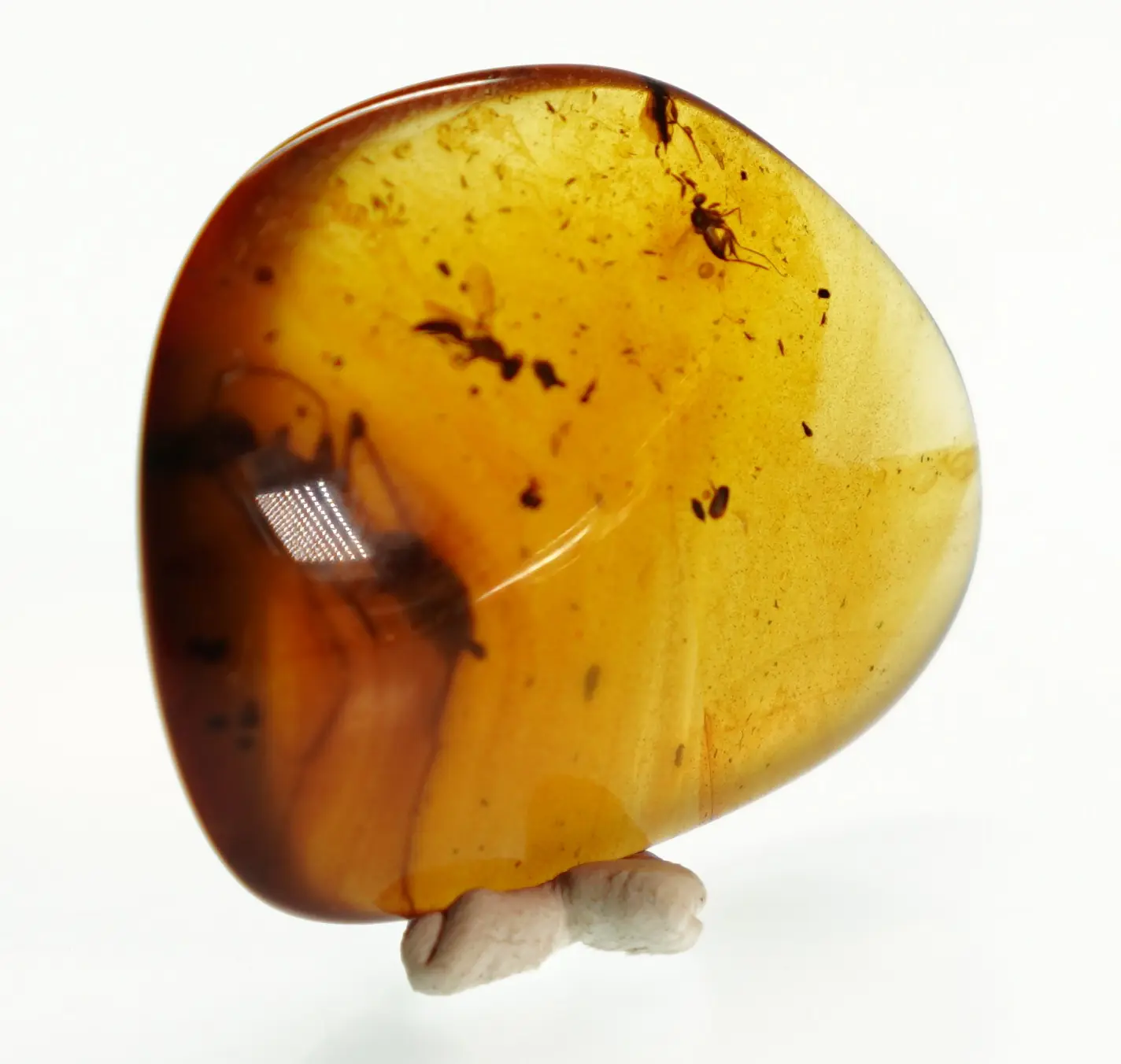Display of Ant in Burmese Amber