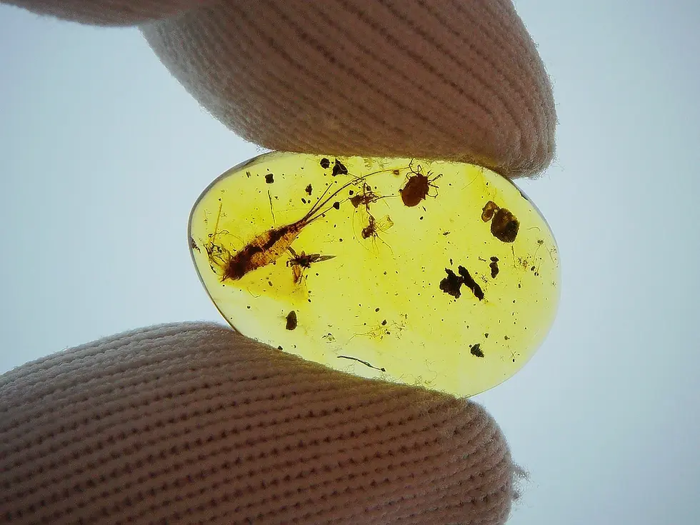 Ancient silverfish and tick in amber cabochon