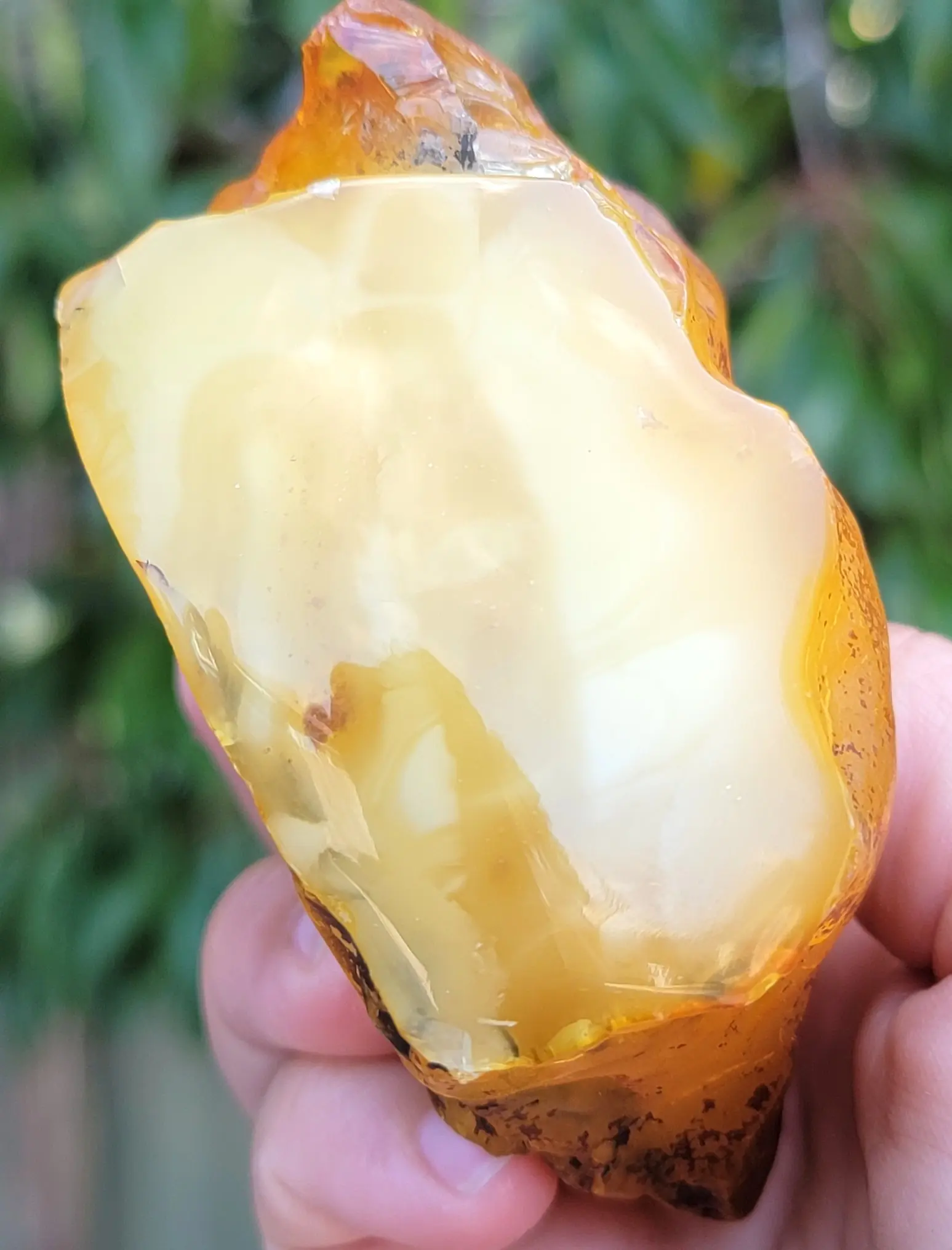 Polished Inside of AAA Butterscotch Baltic Amber