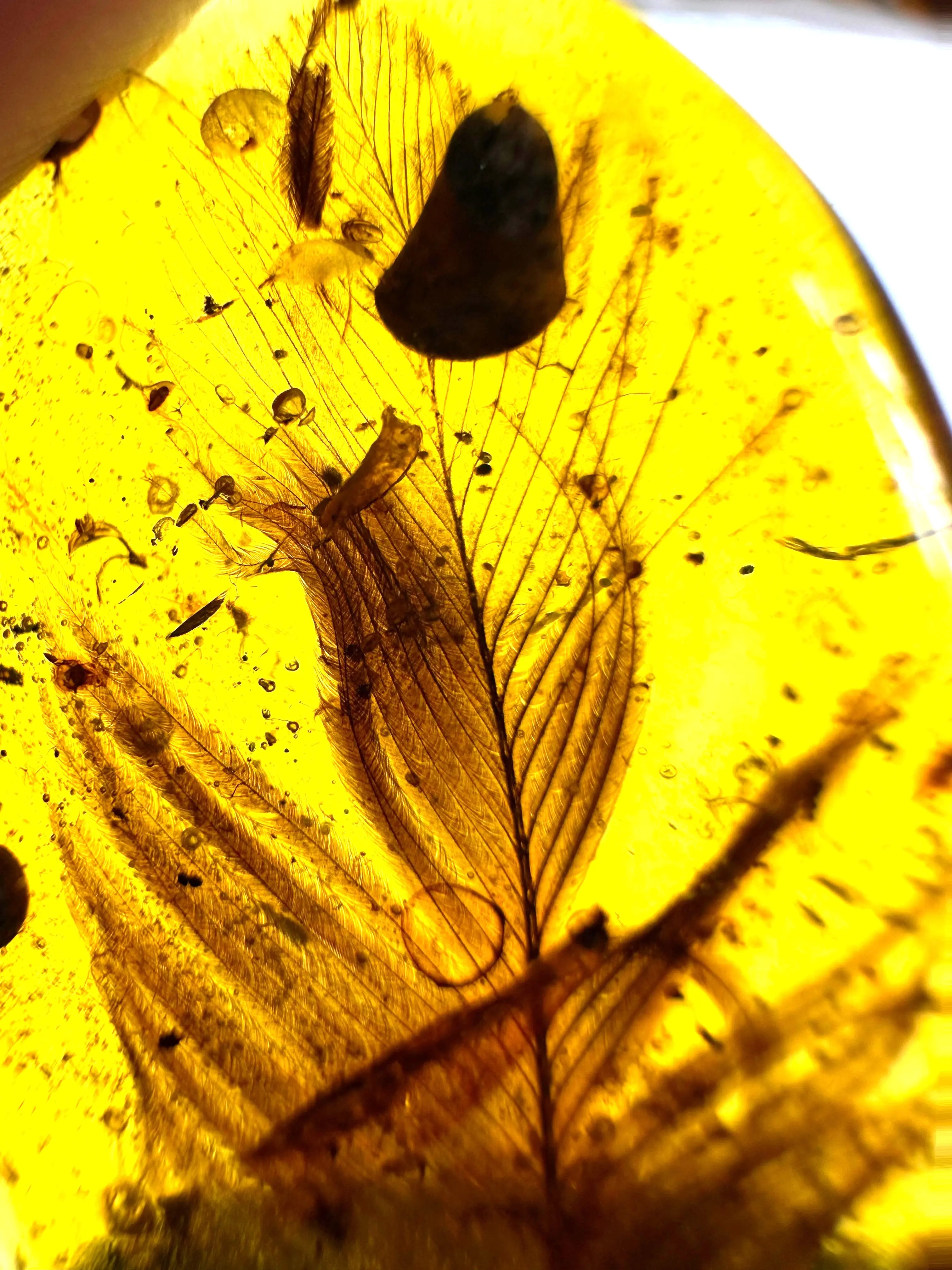 Feather and some dust particles in Amber