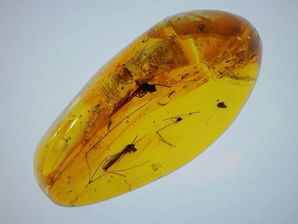Crane fly in amber cabochon