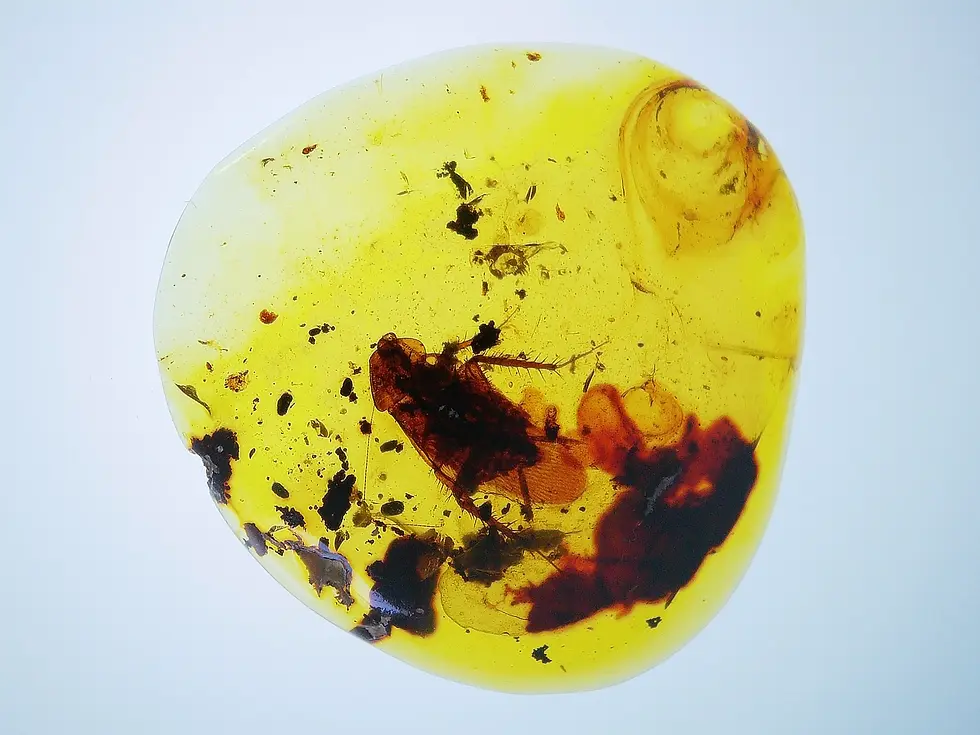 Large cockroach in amber excellent clarity in Burmese amber 