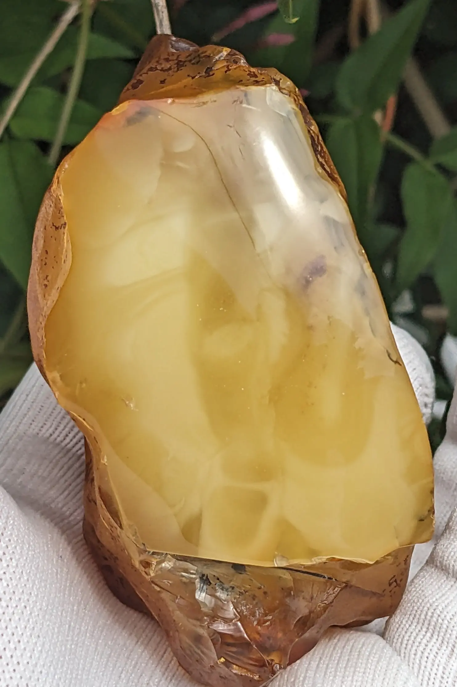 Inside of Butterscotch Baltic Amber