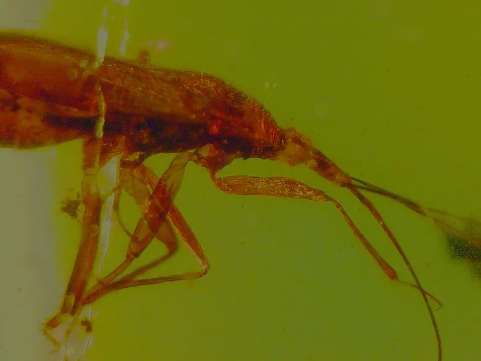 Museum grade insect in amber