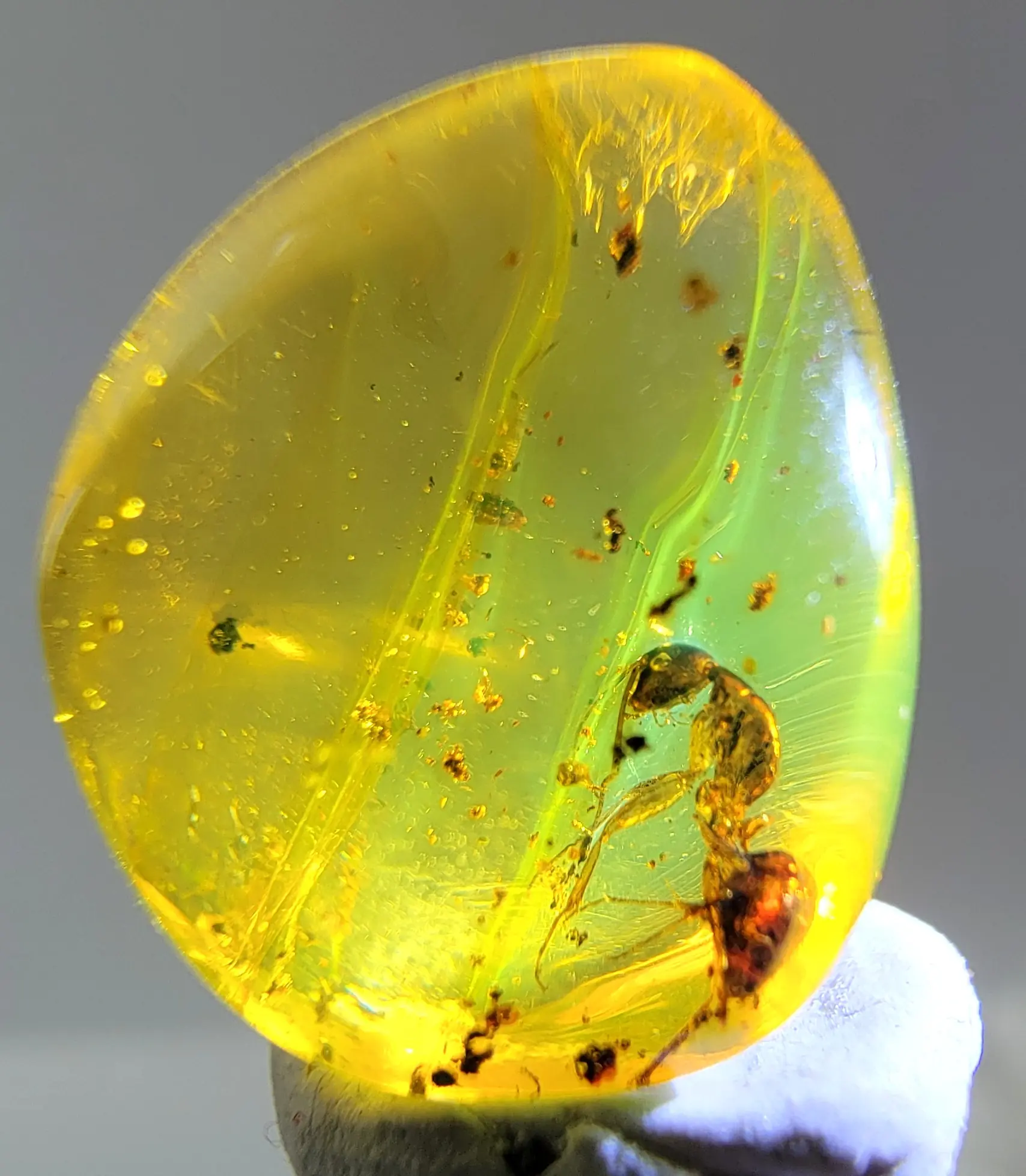 Rare Single Ant inclusion in Amber under a flashlight