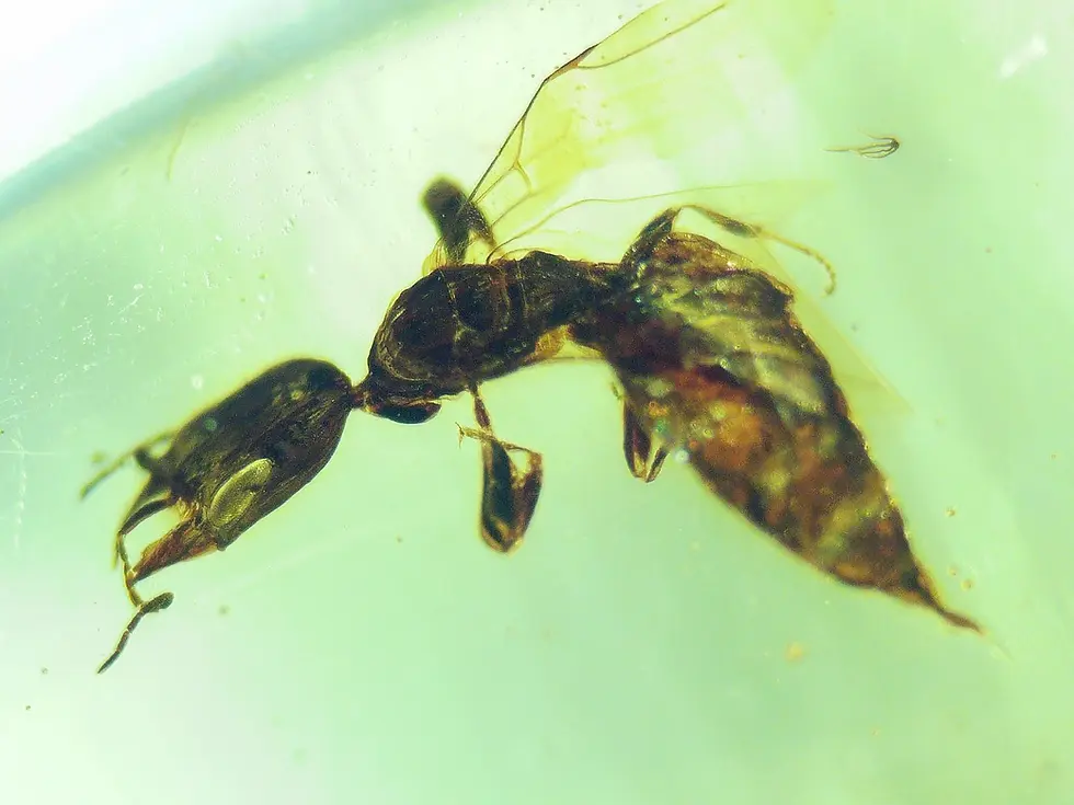 Rare insect with large mandibles in Burmese amber