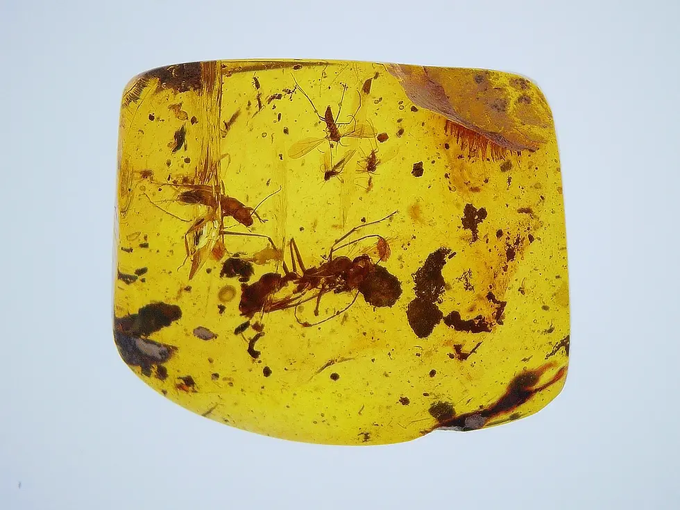 Large clear female warrior ant in amber