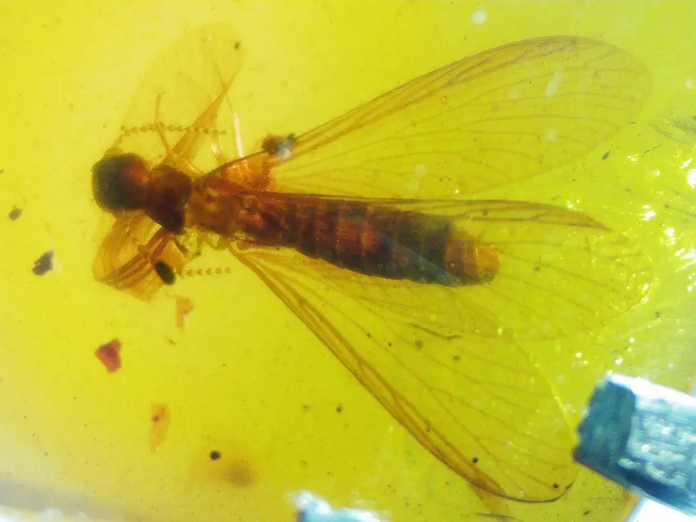 Full body termite in .925 silver pendant