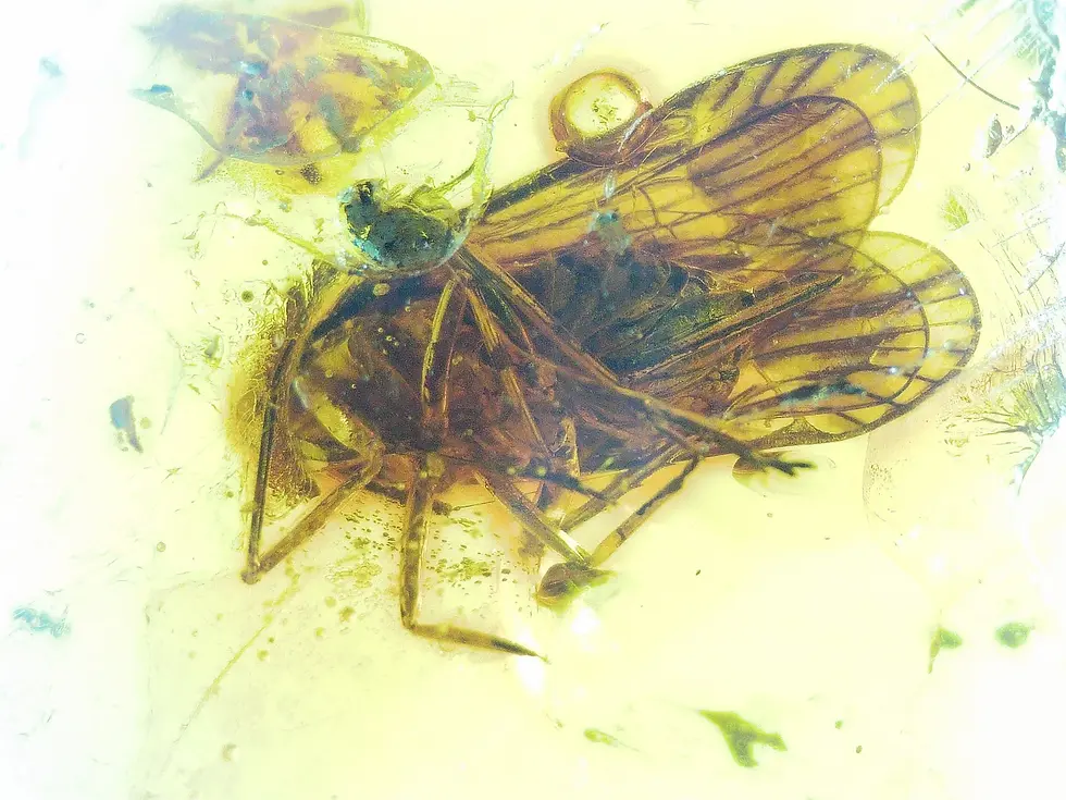 Diptera fly , Museum grade.