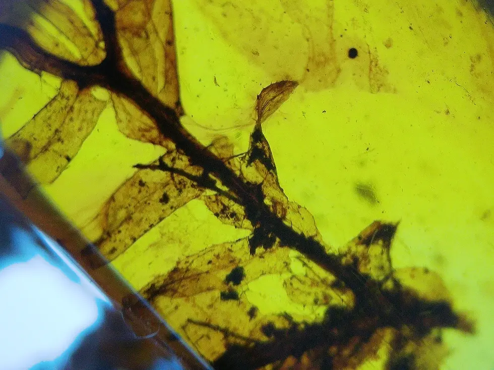 Twig with 8 leaves in amber from Burma