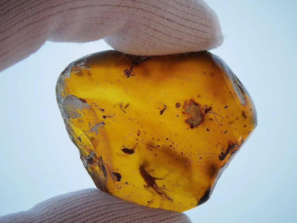 Spider in amber slab with more insects