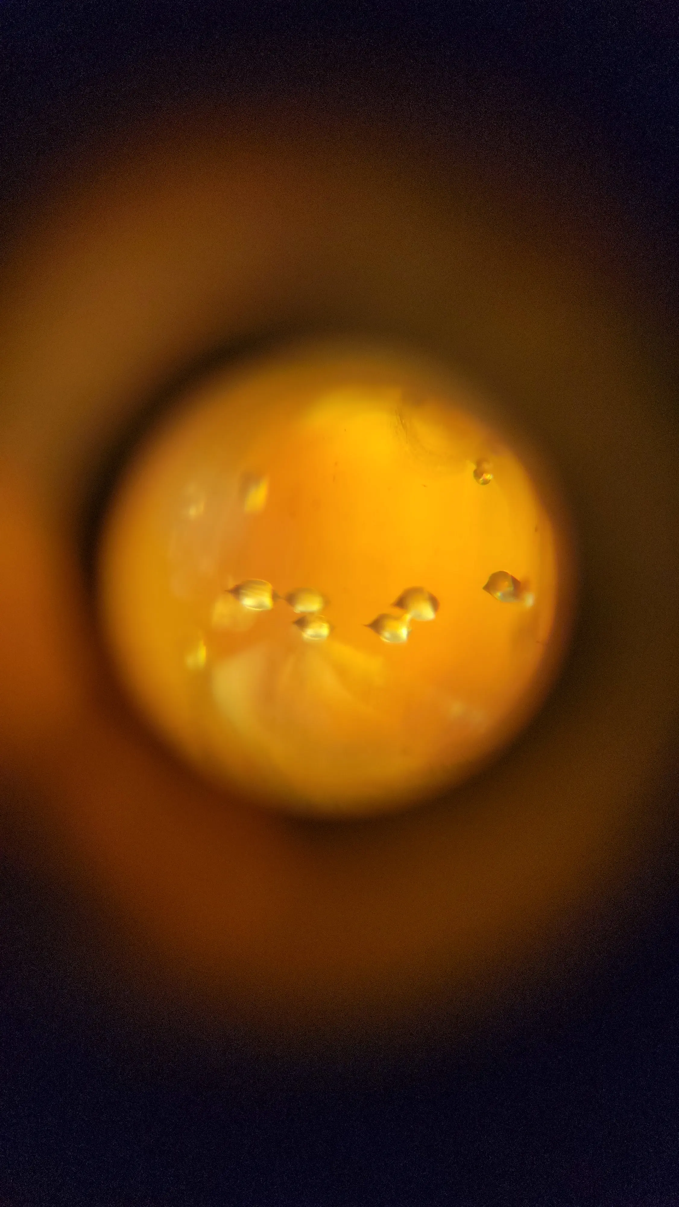 Rachel Haw with Dominican amber containing seeds