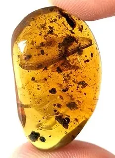 Termite with some other bugs in Burmese Amber