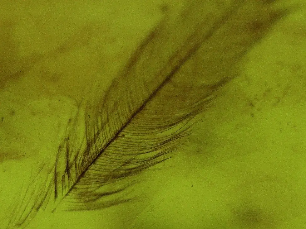 Feather in amber