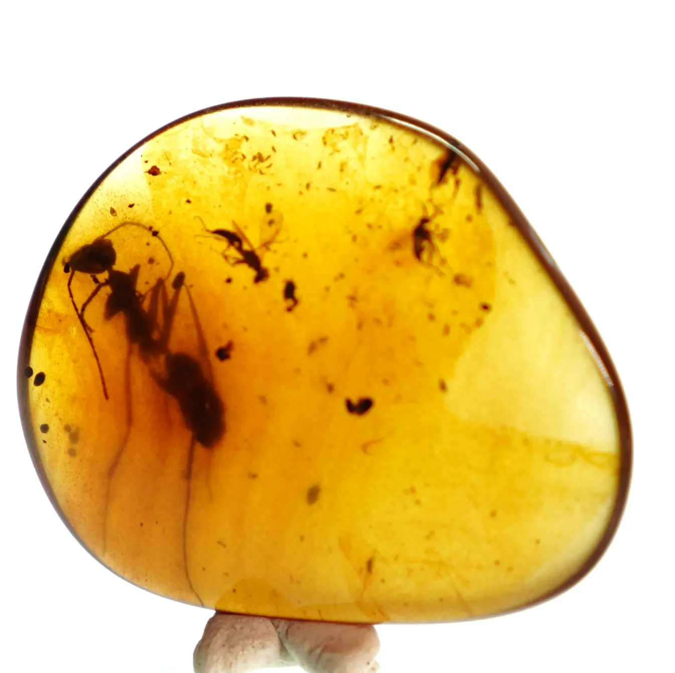 Display of Ant and some flies in Amber