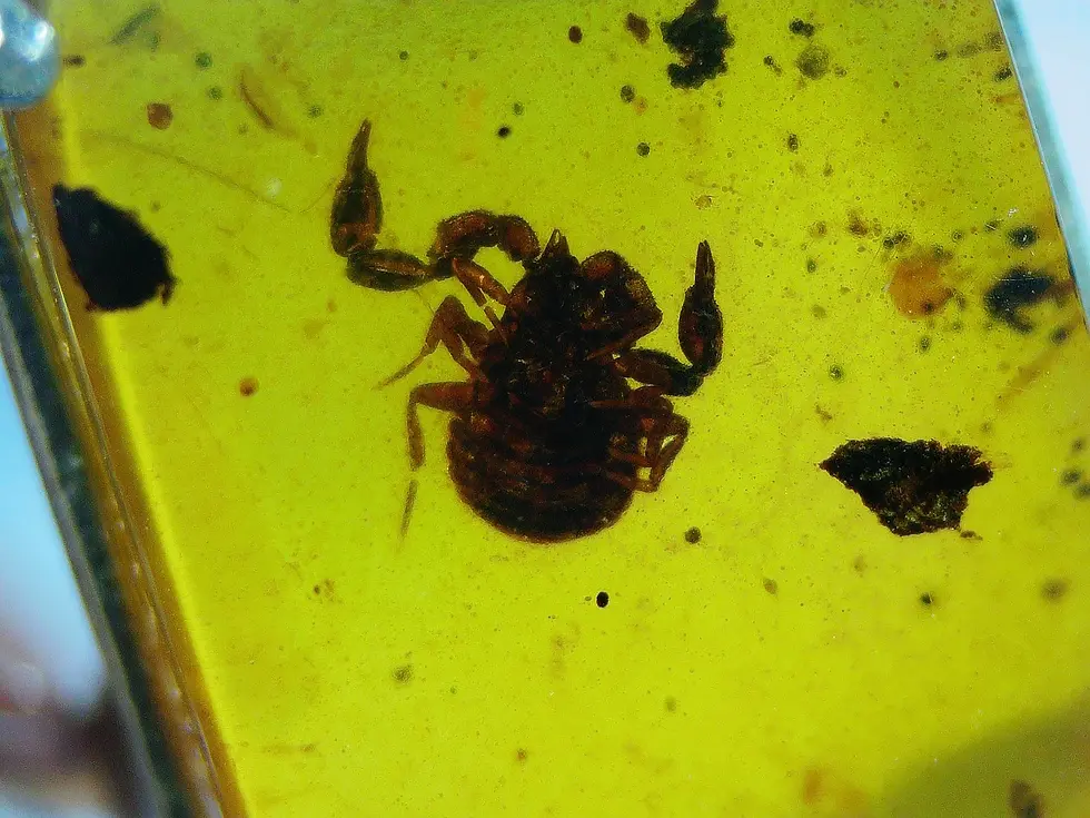 Museum grade rare pseudoscorpion in burmese amber 