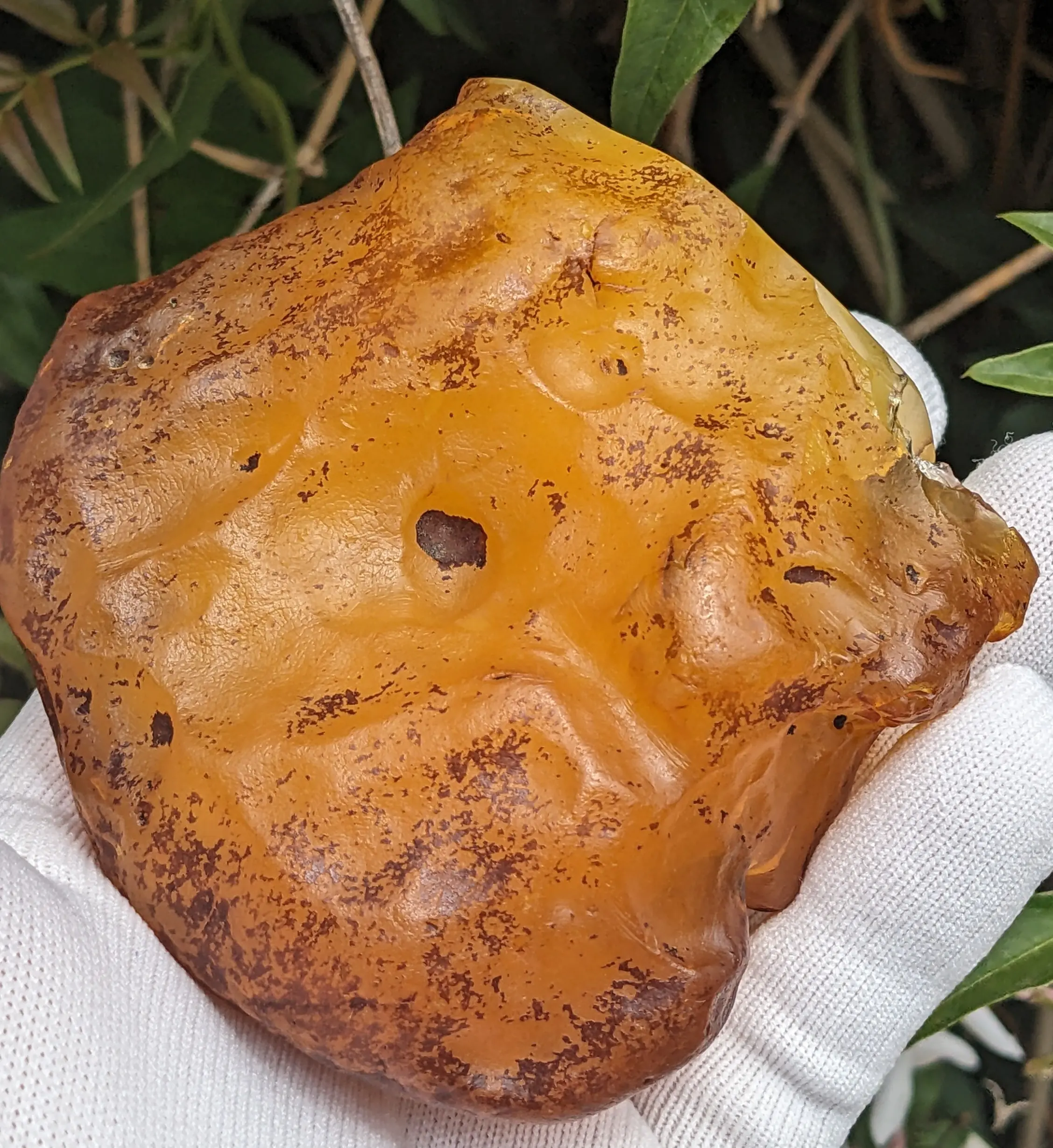 Butterscotch Baltic Amber