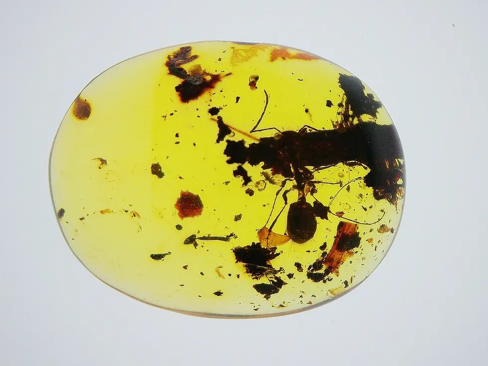 Ant holding onto twig in amber