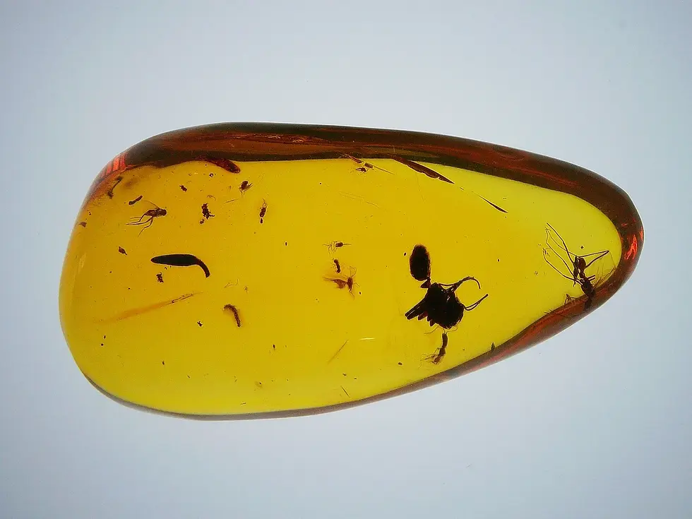 Museum-Clarity female warrior ant