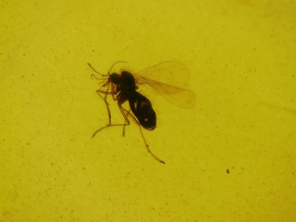 Spider chasing Fly in amber