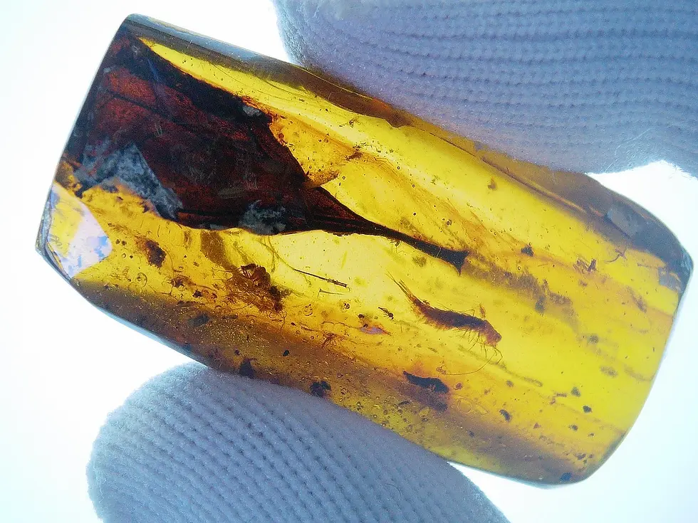 Rare leaf inclusion in Burmese amber 