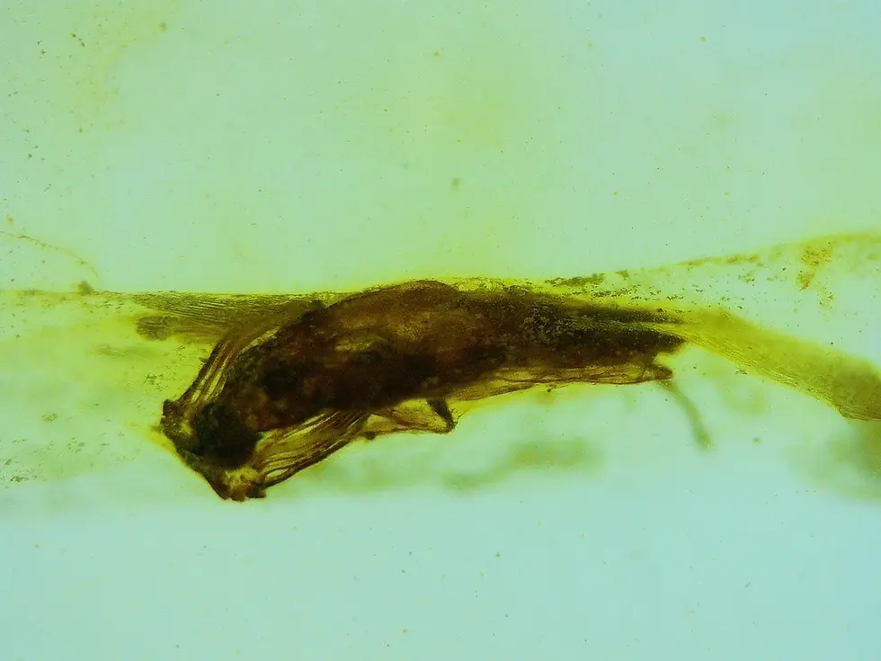 Beetle with Feathery antennae