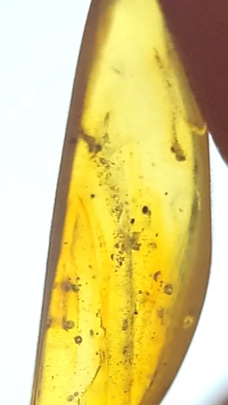 Chaos Supervisor with a Dominican amber centipede