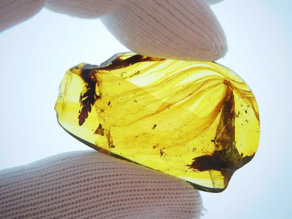 Ancient fern leaf in amber slab, with flow lines