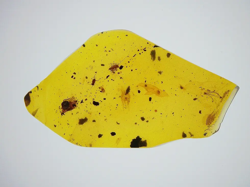 Baby centipede and baby cricket in Burmese amber slab.