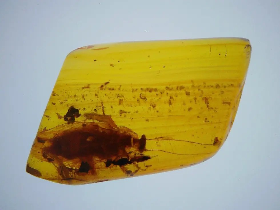 Museum grade blattodea roach.