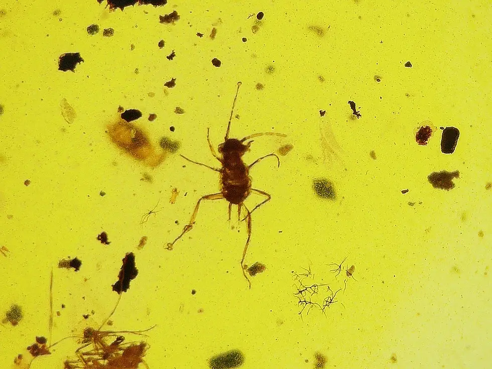 Baby centipede and baby cricket in Burmese amber slab.