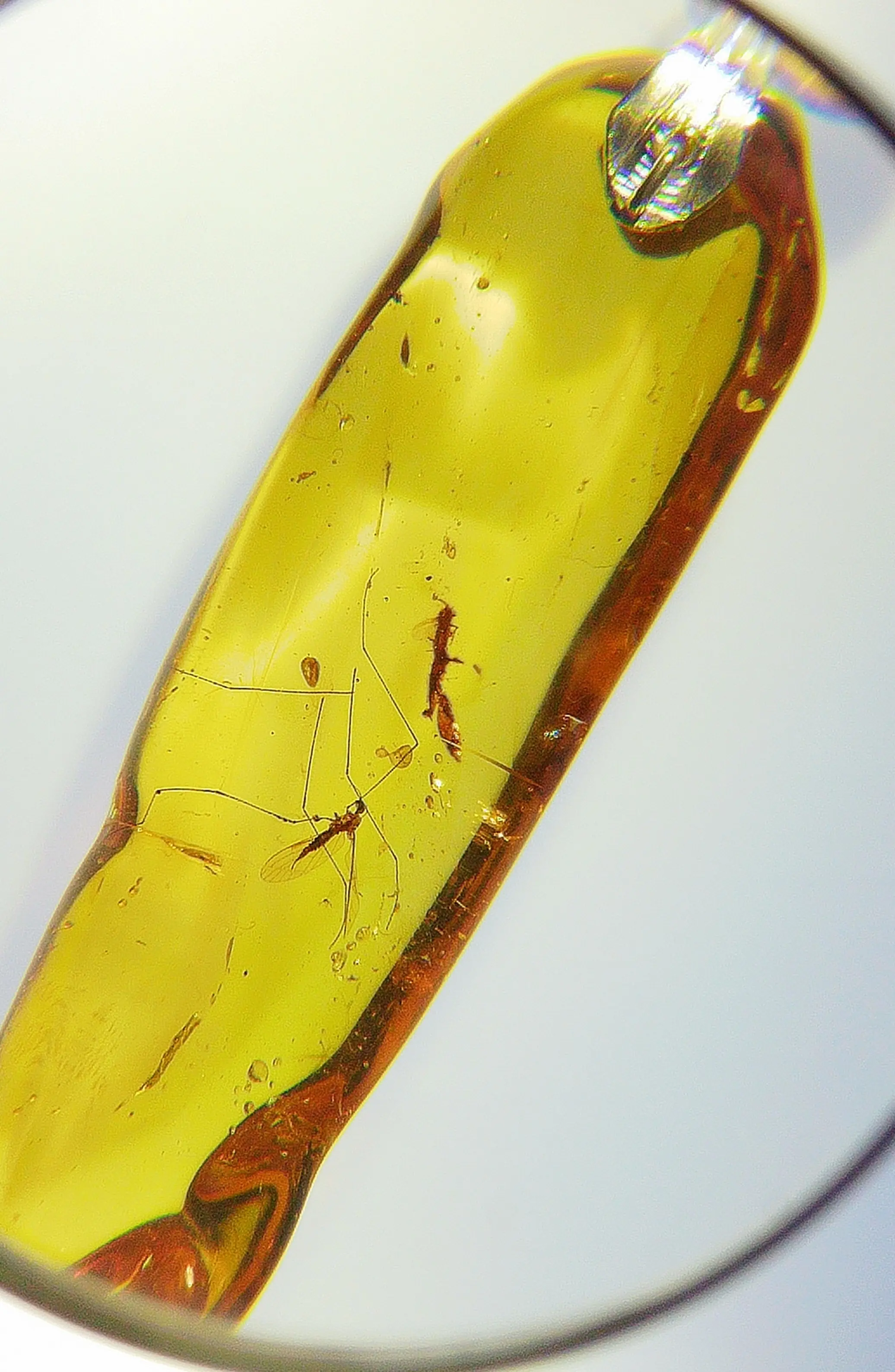Mosquitoes eater in Amber Pendant