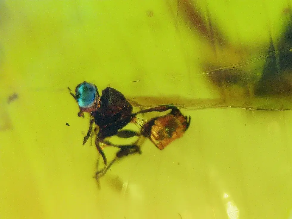 Swarm of flying insects trapped in Burmese amber.