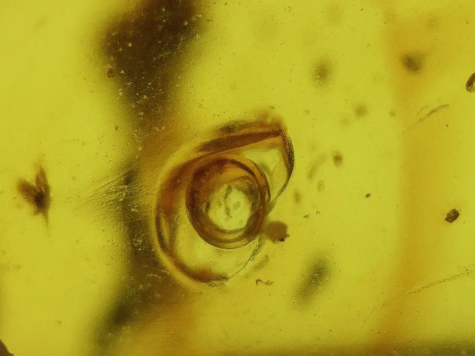 Dominican amber enhydro