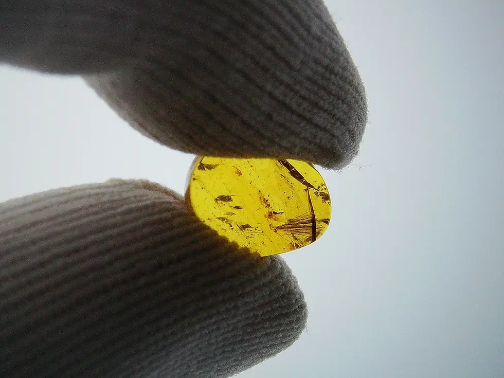Rare mammal hair in amber