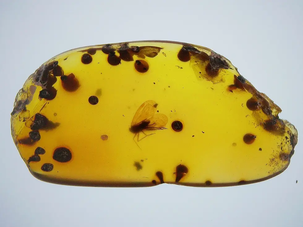 Large flying insect centered in amber slab