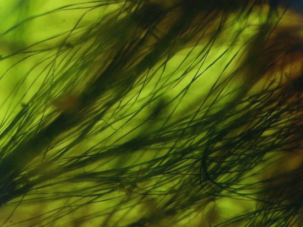 Microscopic Image of Rare inclusion in Amber 